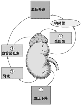 血压的调节