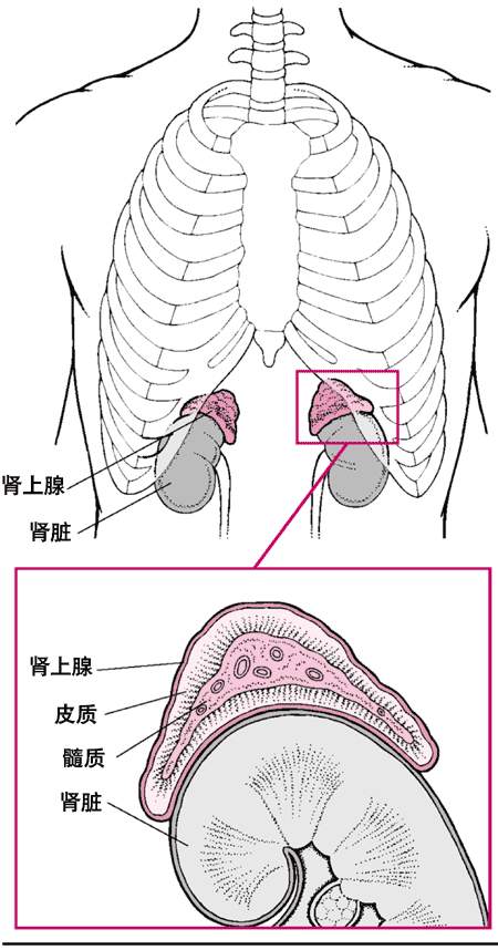 肾上腺的近视图