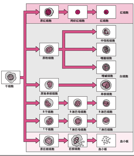 血细胞的发生