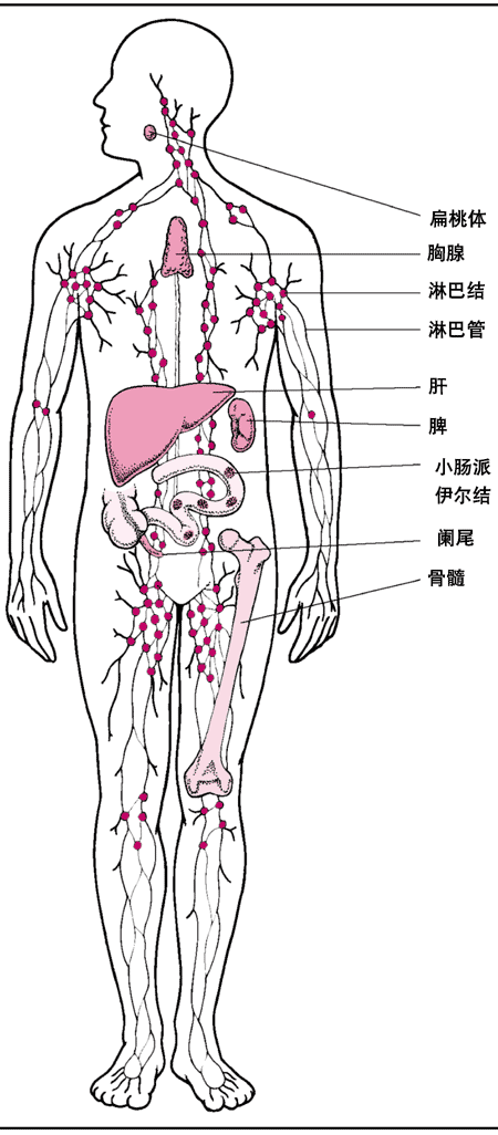 淋巴系统