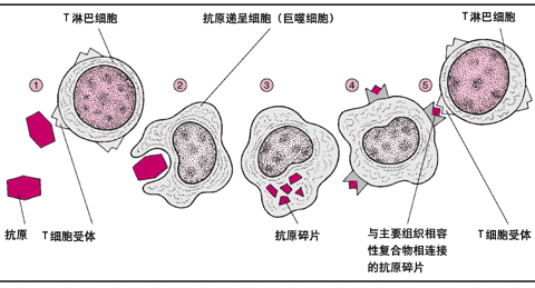 T淋巴细胞识别抗原