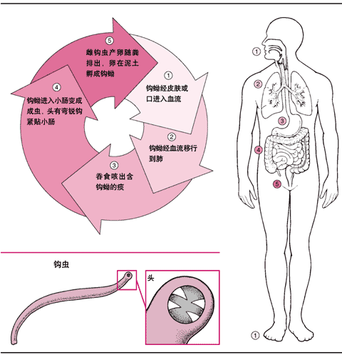 钩虫生活史