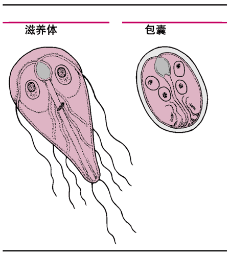 肠贾第虫