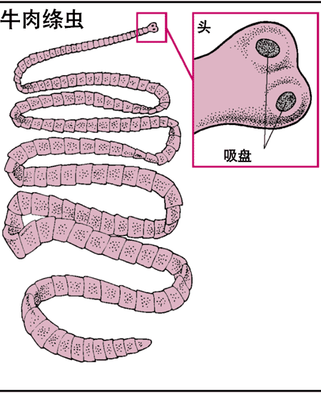 牛肉绦虫