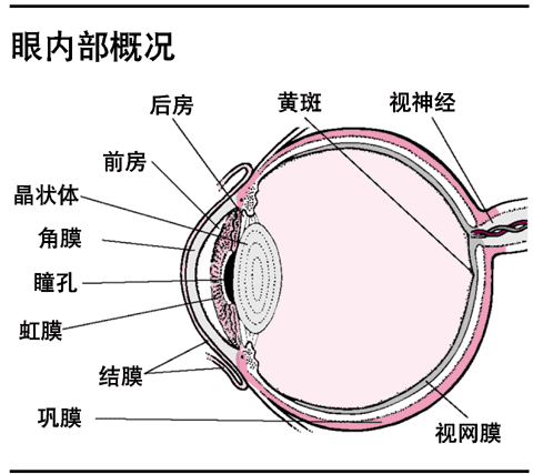 眼内部概况