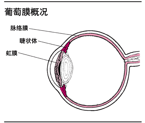 葡萄膜