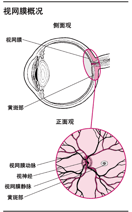 视网膜