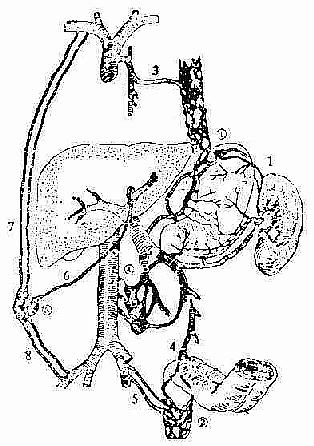 门静脉与腔静脉之间的交通支