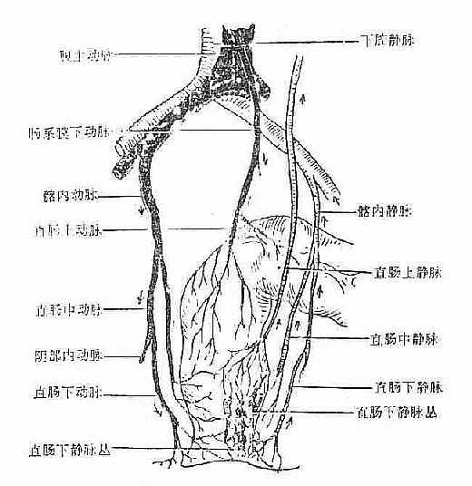 肛管直肠血液供应