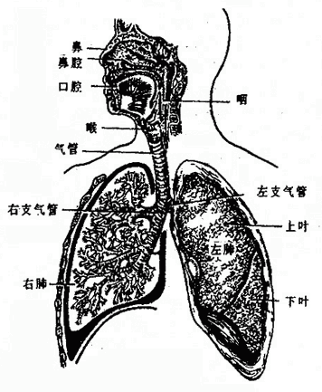 呼吸系统全貌