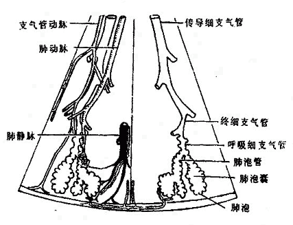 肺泡模式图