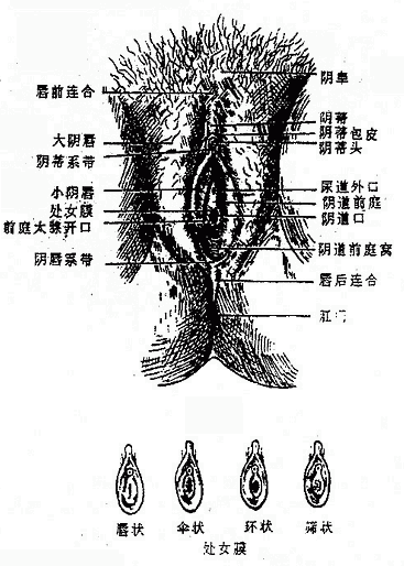 女性外生殖器