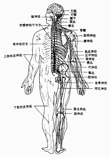 神经系统全貌（背面观）