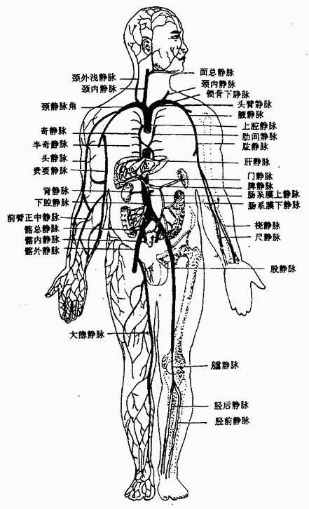 脑神经的分布