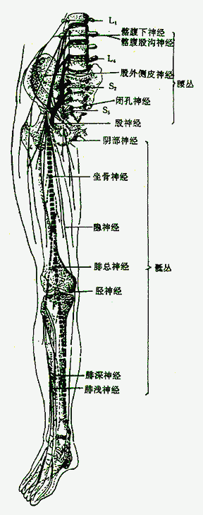 腰丛和骶丛