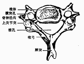 颈椎（上面）