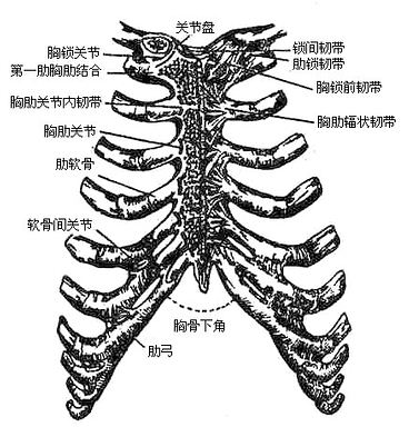 胸肋关节