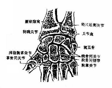 手关节（冠状切面）