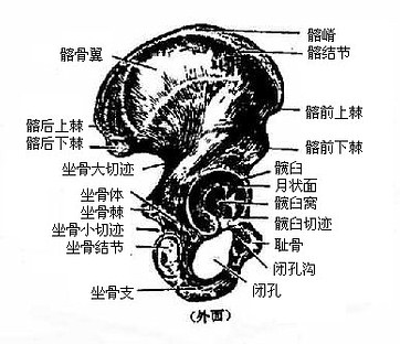 髋骨