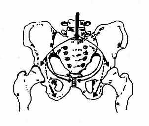 骨盆的力传导方向