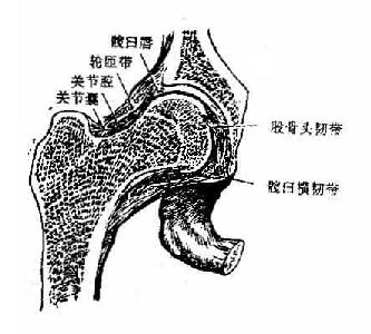 髋关节（冠状切面）