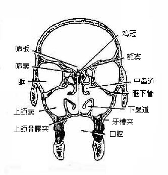 颅的冠状断面（通过第三磨牙）