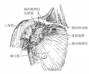 胸肌与锁胸筋膜