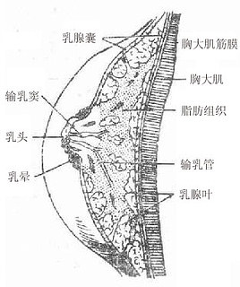 乳房矢状切面