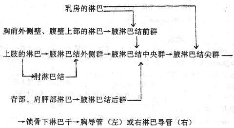 上肢的淋巴回流