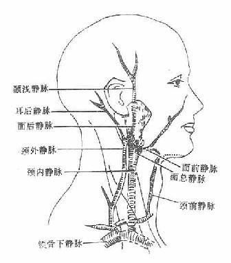 颈部浅静脉