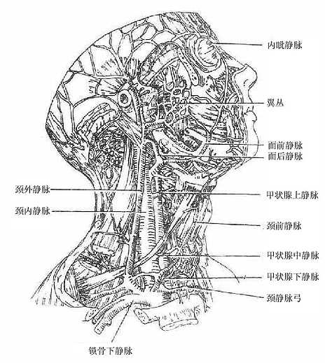 头颈部的静脉