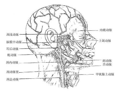 颈外动脉及其分支