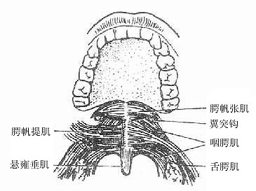 腭肌