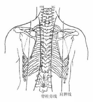 胸部标志线（后面）