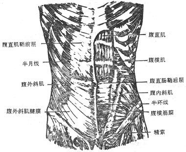 腹前外侧壁的肌肉