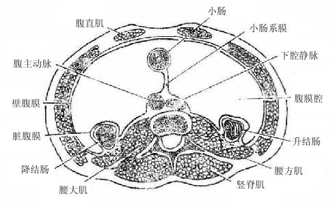 腹膜与脏器的关系