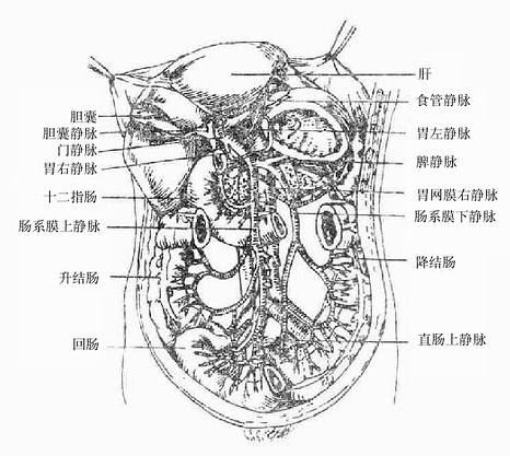 腹腔干及其分支