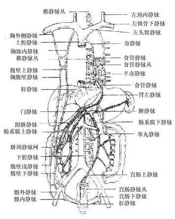 门静脉和上、下腔静脉系间的吻合