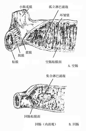 肠粘膜