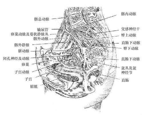 女性盆腔矢状切面（示盆腔动脉与神经）