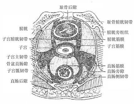 子宫的韧带及盆稻筋膜意旬隙（盆部水平切面模式图）