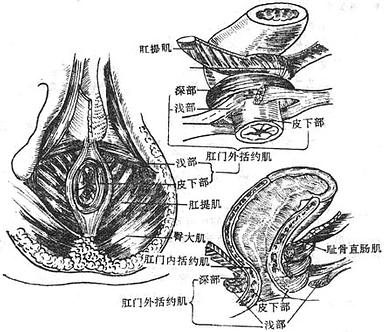 肛门内、外活约肌及肛直肠环