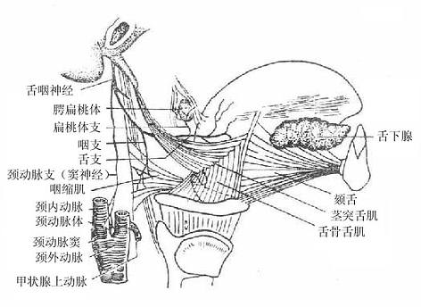 舌咽神经