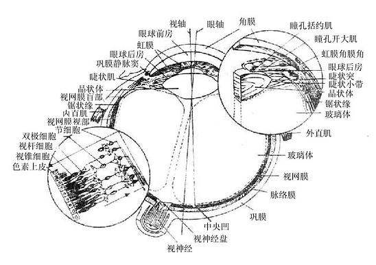 眼球的构造