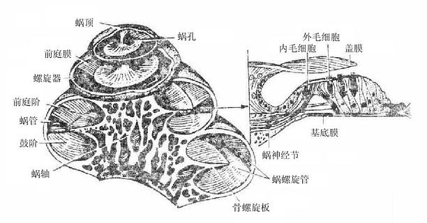 耳蜗和Corti氏器