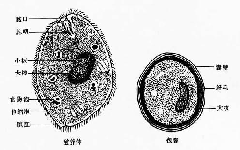 结肠小袋纤毛虫