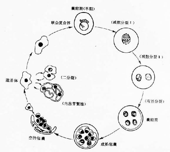 卡氏肺孢子虫生活史