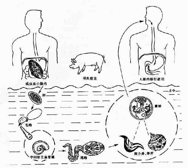 布氏姜片虫生活史