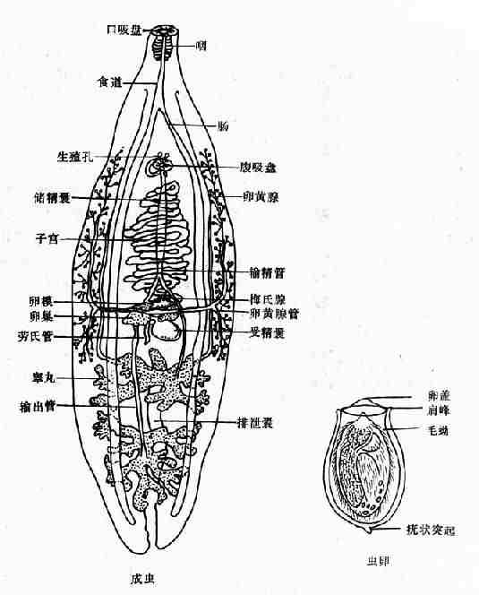 华支睾吸虫成虫与虫卵