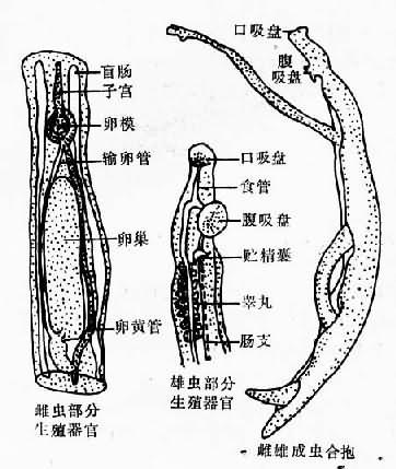 日本血吸虫成虫